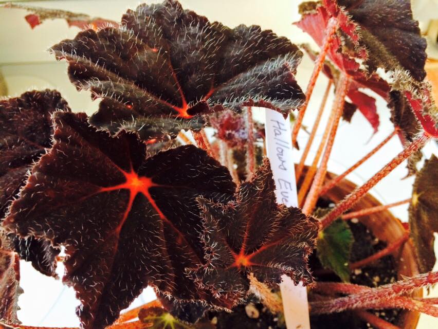 B. ‘Hallow’s Eve’